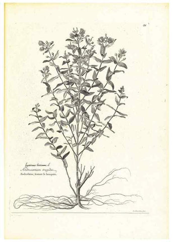 Reproducción/Reproduction 48583613241: [Recueil des plantes dessinées et gravées par ordre du roi Louis XIV].. Paris :Impr. royale,1786. 