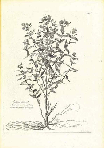 Reproducción/Reproduction 48583613241: [Recueil des plantes dessinées et gravées par ordre du roi Louis XIV].. Paris :Impr. royale,1786. 