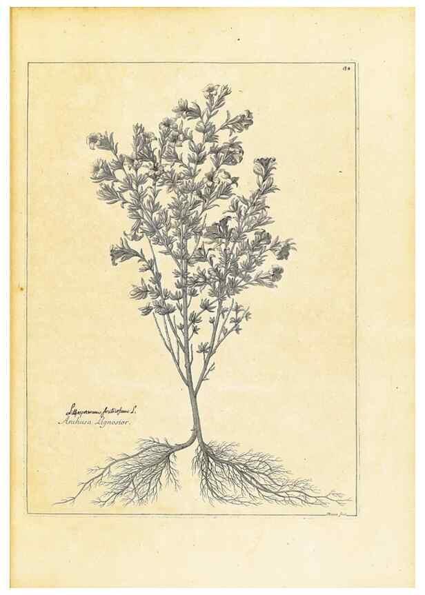 Reproducción/Reproduction 48583612741: [Recueil des plantes dessinées et gravées par ordre du roi Louis XIV].. Paris :Impr. royale,1786. 