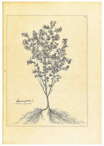 Reproducción/Reproduction 48583612741: [Recueil des plantes dessinées et gravées par ordre du roi Louis XIV].. Paris :Impr. royale,1786. 