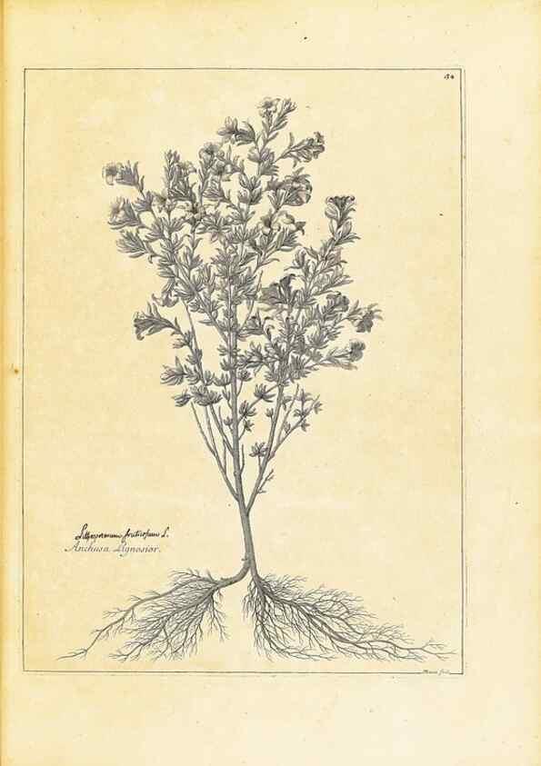 Reproducción/Reproduction 48583612741: [Recueil des plantes dessinées et gravées par ordre du roi Louis XIV].. Paris :Impr. royale,1786. 