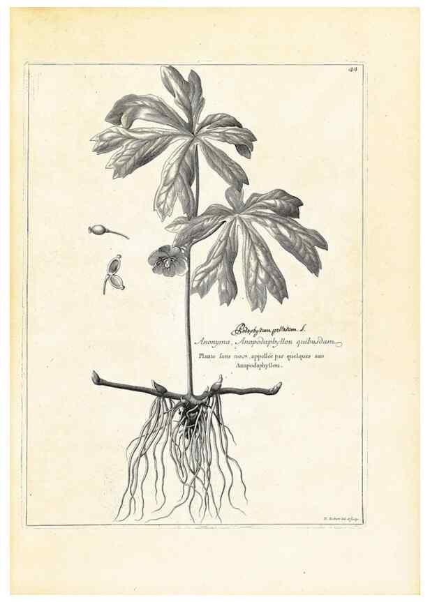 Reproducción/Reproduction 48583612266: [Recueil des plantes dessinées et gravées par ordre du roi Louis XIV].. Paris :Impr. royale,1786. 