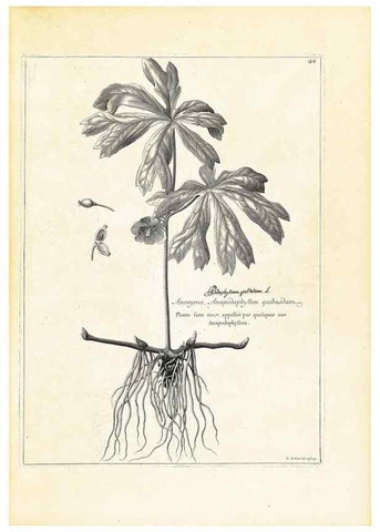 Reproducción/Reproduction 48583612266: [Recueil des plantes dessinées et gravées par ordre du roi Louis XIV].. Paris :Impr. royale,1786. 