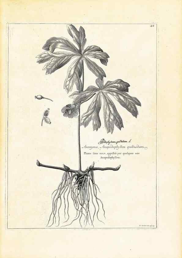 Reproducción/Reproduction 48583612266: [Recueil des plantes dessinées et gravées par ordre du roi Louis XIV].. Paris :Impr. royale,1786. 