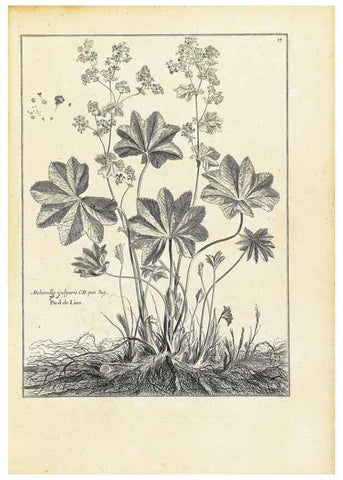 Reproducción/Reproduction 48583756147: [Recueil des plantes dessinées et gravées par ordre du roi Louis XIV].. Paris :Impr. royale,1786. 