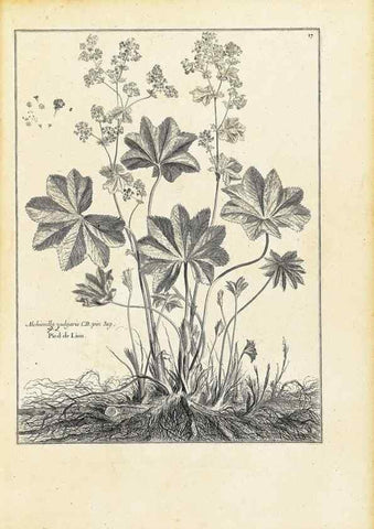 Reproducción/Reproduction 48583756147: [Recueil des plantes dessinées et gravées par ordre du roi Louis XIV].. Paris :Impr. royale,1786. 