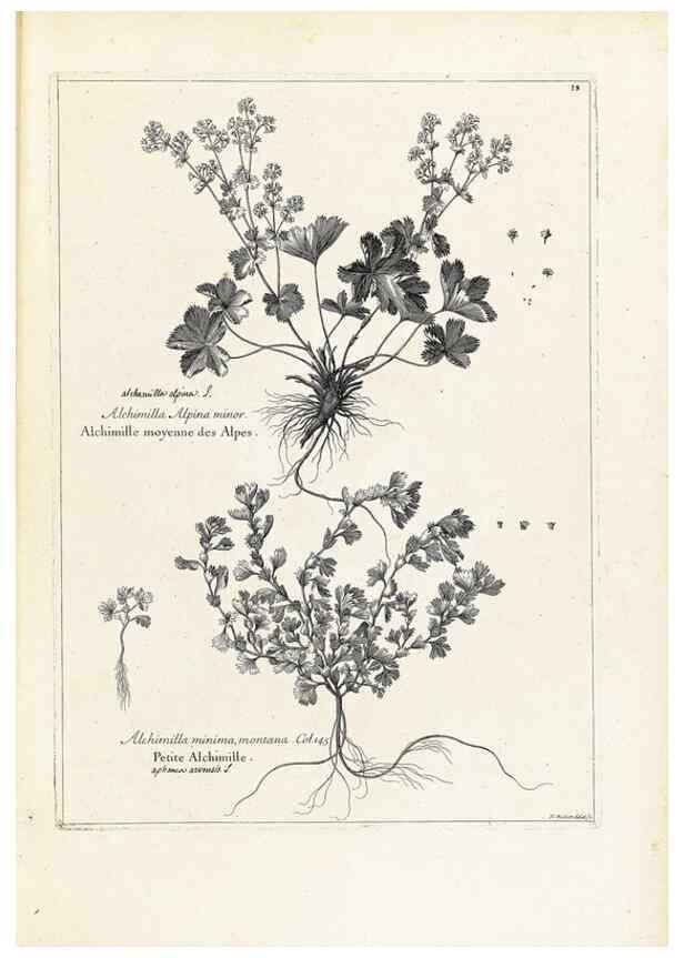 Reproducción/Reproduction 48583604641: [Recueil des plantes dessinées et gravées par ordre du roi Louis XIV].. Paris :Impr. royale,1786. 