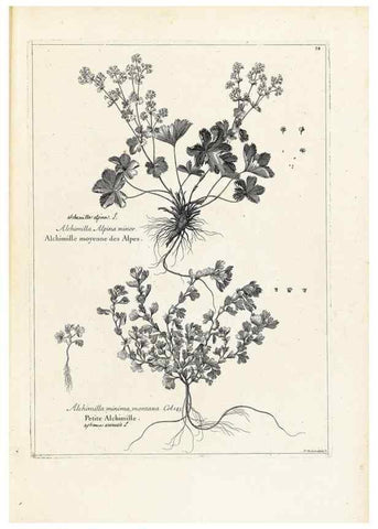 Reproducción/Reproduction 48583604641: [Recueil des plantes dessinées et gravées par ordre du roi Louis XIV].. Paris :Impr. royale,1786. 