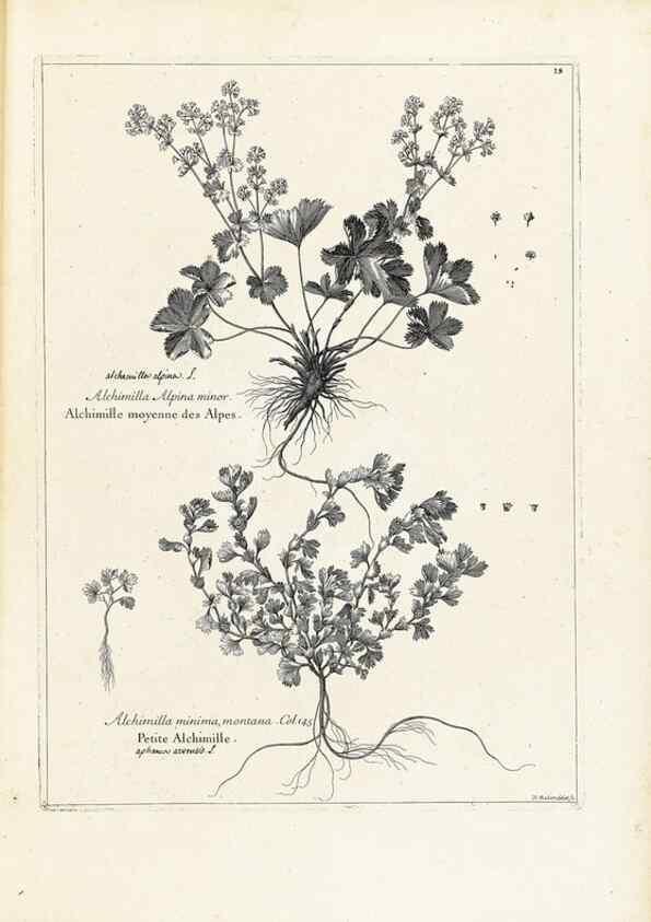 Reproducción/Reproduction 48583604641: [Recueil des plantes dessinées et gravées par ordre du roi Louis XIV].. Paris :Impr. royale,1786. 