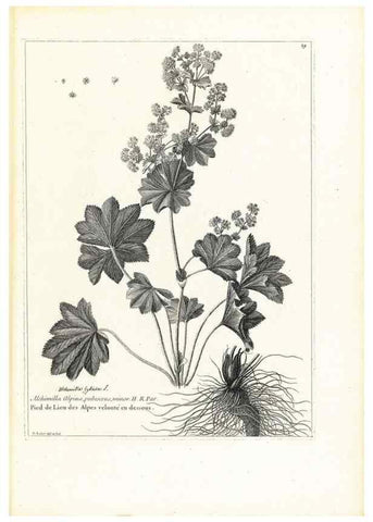 Reproducción/Reproduction 48583605091: [Recueil des plantes dessinées et gravées par ordre du roi Louis XIV].. Paris :Impr. royale,1786. 