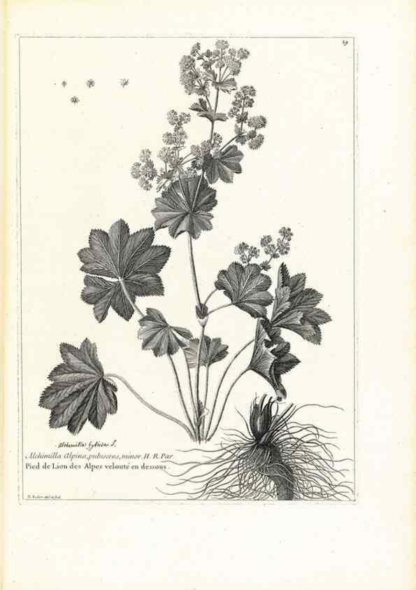 Reproducción/Reproduction 48583605091: [Recueil des plantes dessinées et gravées par ordre du roi Louis XIV].. Paris :Impr. royale,1786. 