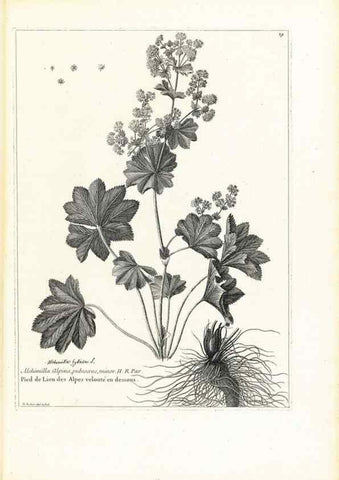 Reproducción/Reproduction 48583605091: [Recueil des plantes dessinées et gravées par ordre du roi Louis XIV].. Paris :Impr. royale,1786. 