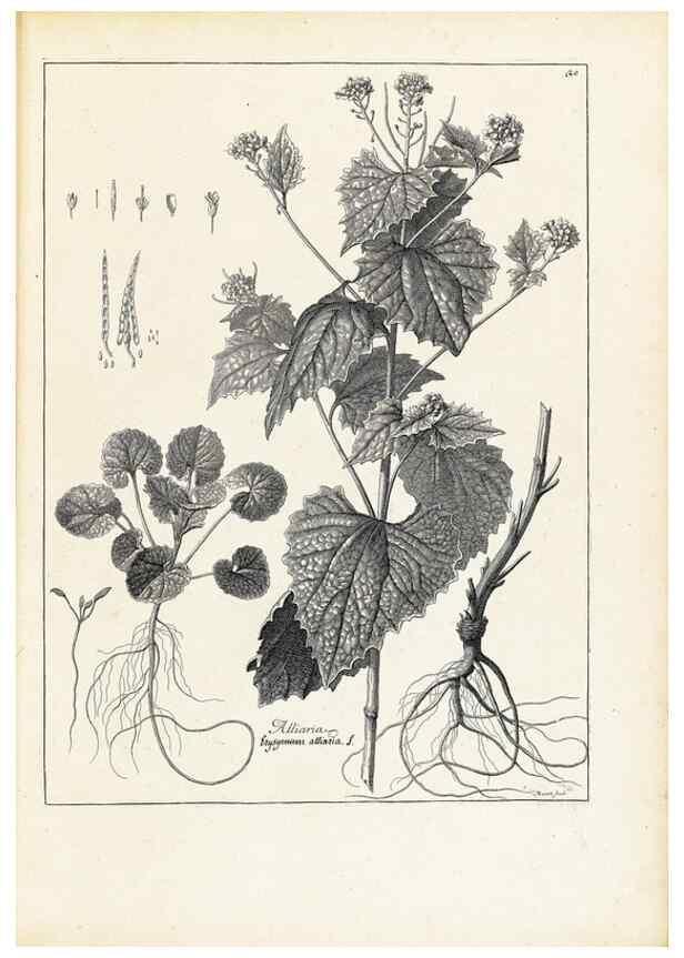Reproducción/Reproduction 48583757612: [Recueil des plantes dessinées et gravées par ordre du roi Louis XIV].. Paris :Impr. royale,1786. 