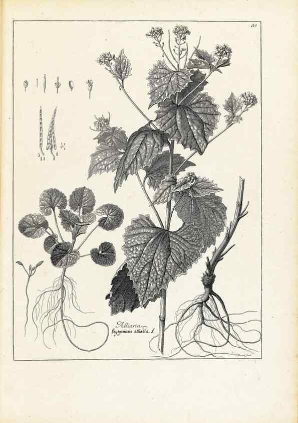Reproducción/Reproduction 48583757612: [Recueil des plantes dessinées et gravées par ordre du roi Louis XIV].. Paris :Impr. royale,1786. 