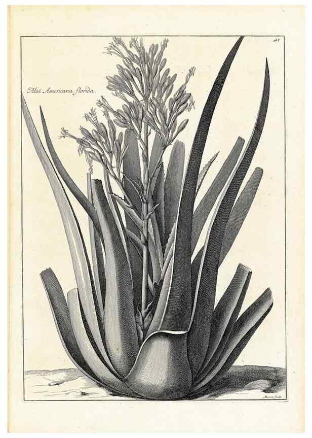 Reproducción/Reproduction 48583606161: [Recueil des plantes dessinées et gravées par ordre du roi Louis XIV].. Paris :Impr. royale,1786. 