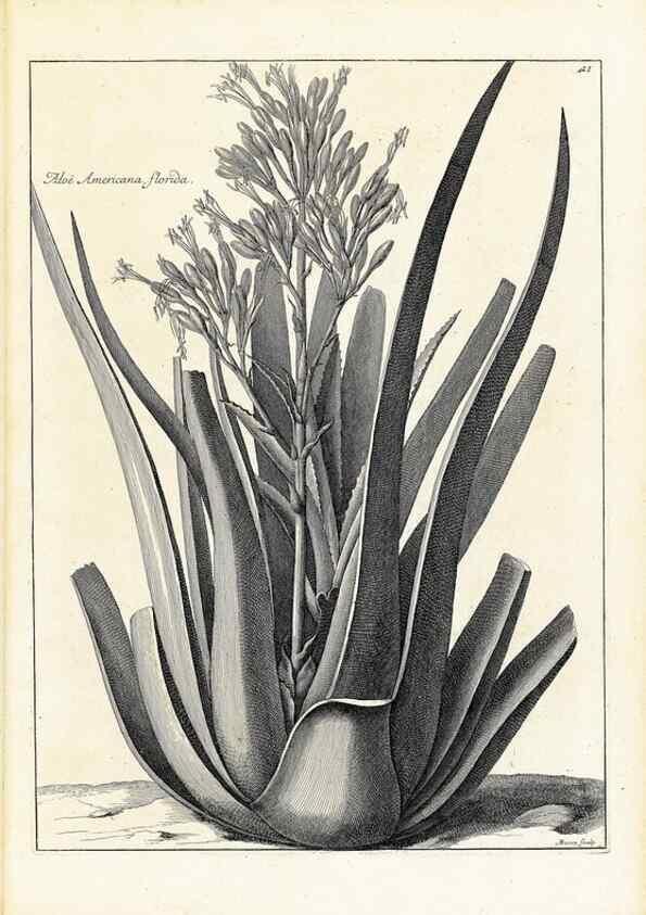 Reproducción/Reproduction 48583606161: [Recueil des plantes dessinées et gravées par ordre du roi Louis XIV].. Paris :Impr. royale,1786. 
