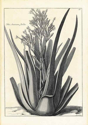 Reproducción/Reproduction 48583606161: [Recueil des plantes dessinées et gravées par ordre du roi Louis XIV].. Paris :Impr. royale,1786. 