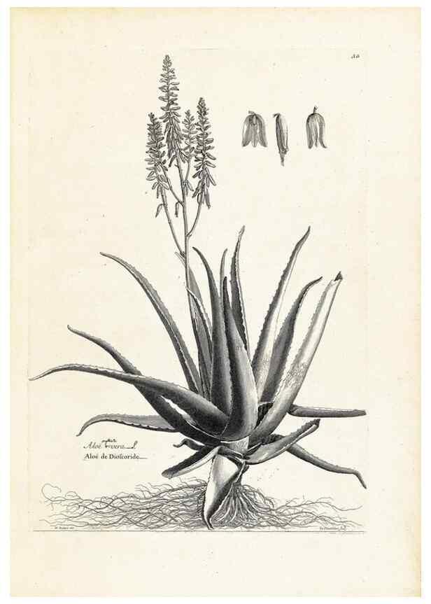 Reproducción/Reproduction 48583758547: [Recueil des plantes dessinées et gravées par ordre du roi Louis XIV].. Paris :Impr. royale,1786. 