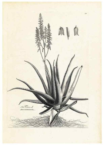 Reproducción/Reproduction 48583758547: [Recueil des plantes dessinées et gravées par ordre du roi Louis XIV].. Paris :Impr. royale,1786. 