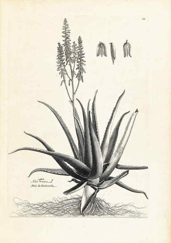 Reproducción/Reproduction 48583758547: [Recueil des plantes dessinées et gravées par ordre du roi Louis XIV].. Paris :Impr. royale,1786. 
