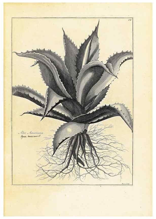 Reproducción/Reproduction 48583607061: [Recueil des plantes dessinées et gravées par ordre du roi Louis XIV].. Paris :Impr. royale,1786. 
