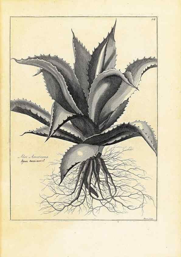 Reproducción/Reproduction 48583607061: [Recueil des plantes dessinées et gravées par ordre du roi Louis XIV].. Paris :Impr. royale,1786. 