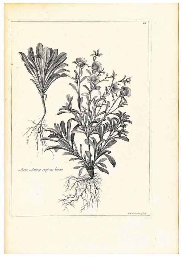 Reproducción/Reproduction 48583622271: [Recueil des plantes dessinées et gravées par ordre du roi Louis XIV].. Paris :Impr. royale,1786. 