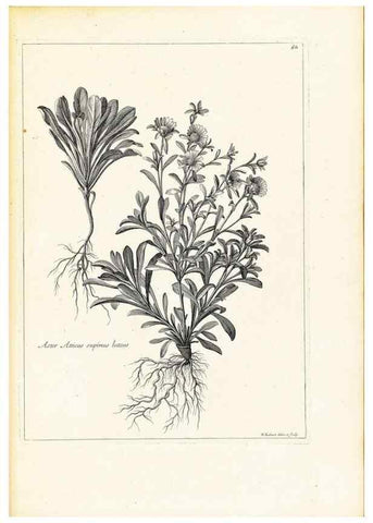 Reproducción/Reproduction 48583622271: [Recueil des plantes dessinées et gravées par ordre du roi Louis XIV].. Paris :Impr. royale,1786. 
