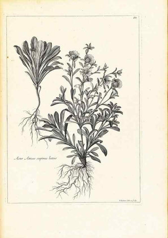 Reproducción/Reproduction 48583622271: [Recueil des plantes dessinées et gravées par ordre du roi Louis XIV].. Paris :Impr. royale,1786. 