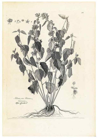 Reproducción/Reproduction 48583607671: [Recueil des plantes dessinées et gravées par ordre du roi Louis XIV].. Paris :Impr. royale,1786. 