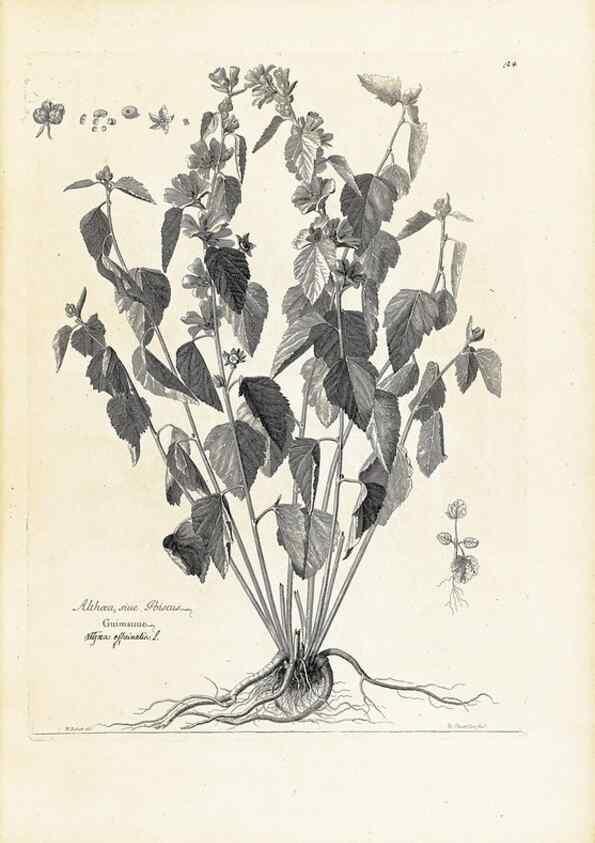 Reproducción/Reproduction 48583607671: [Recueil des plantes dessinées et gravées par ordre du roi Louis XIV].. Paris :Impr. royale,1786. 