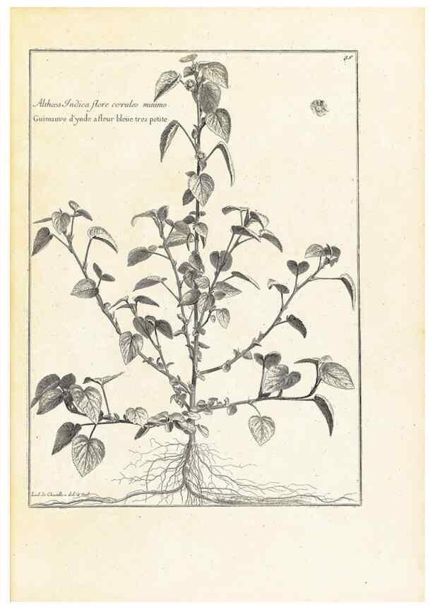 Reproducción/Reproduction 48583608811: [Recueil des plantes dessinées et gravées par ordre du roi Louis XIV].. Paris :Impr. royale,1786. 