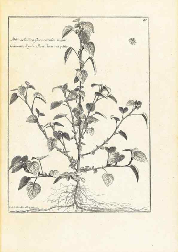 Reproducción/Reproduction 48583608811: [Recueil des plantes dessinées et gravées par ordre du roi Louis XIV].. Paris :Impr. royale,1786. 