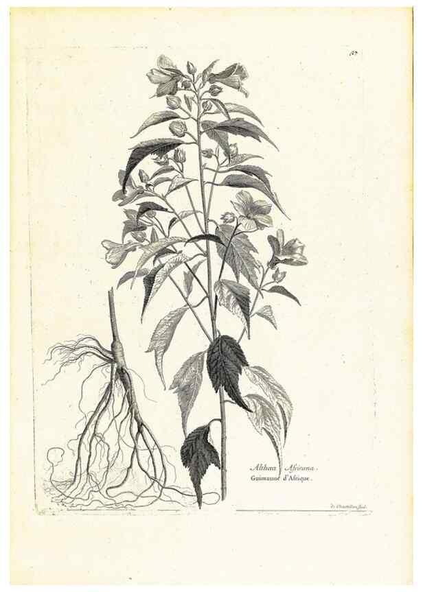 Reproducción/Reproduction 48583609281: [Recueil des plantes dessinées et gravées par ordre du roi Louis XIV].. Paris :Impr. royale,1786. 