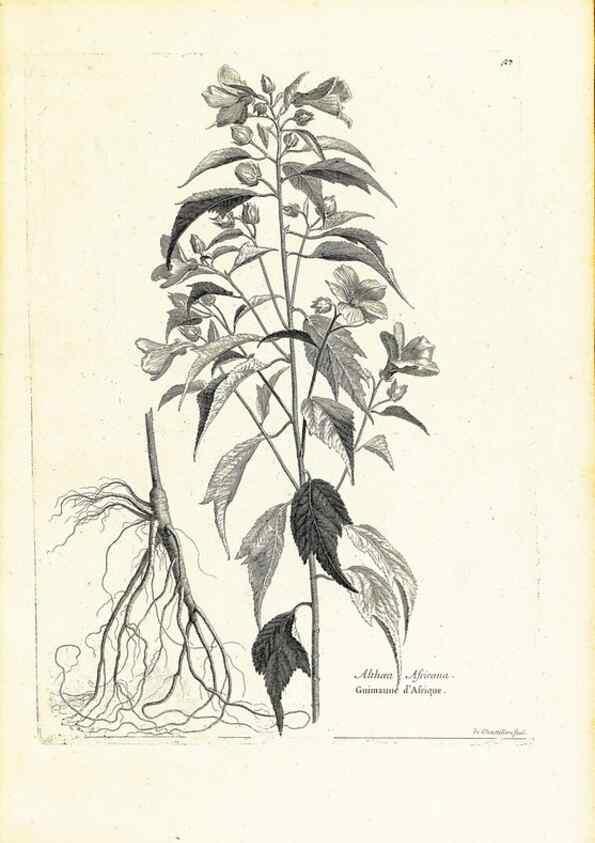 Reproducción/Reproduction 48583609281: [Recueil des plantes dessinées et gravées par ordre du roi Louis XIV].. Paris :Impr. royale,1786. 