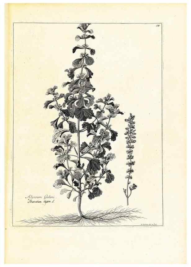Reproducción/Reproduction 48583609741: [Recueil des plantes dessinées et gravées par ordre du roi Louis XIV].. Paris :Impr. royale,1786. 