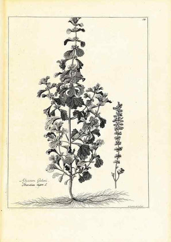 Reproducción/Reproduction 48583609741: [Recueil des plantes dessinées et gravées par ordre du roi Louis XIV].. Paris :Impr. royale,1786. 