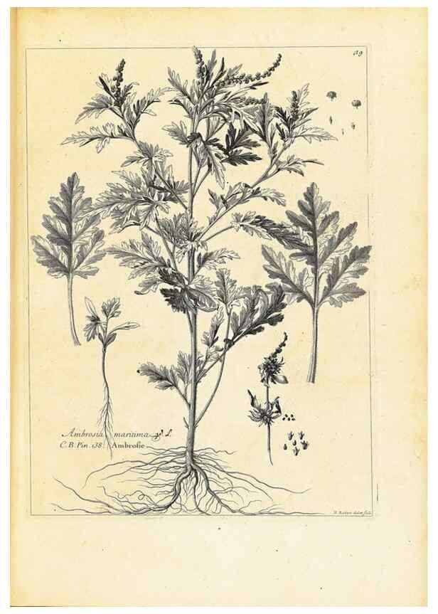 Reproducción/Reproduction 48583761977: [Recueil des plantes dessinées et gravées par ordre du roi Louis XIV].. Paris :Impr. royale,1786. 