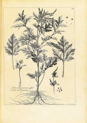 Reproducción/Reproduction 48583761977: [Recueil des plantes dessinées et gravées par ordre du roi Louis XIV].. Paris :Impr. royale,1786. 