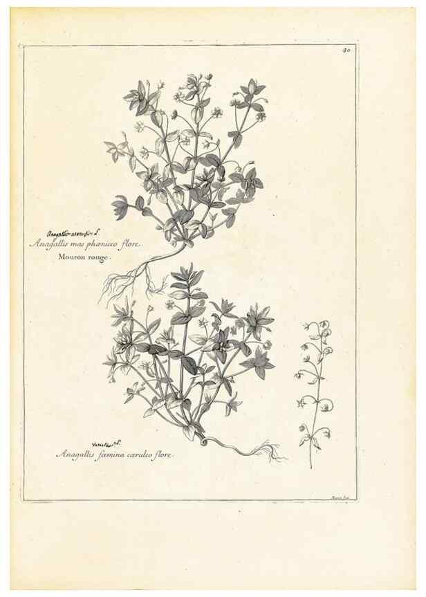 Reproducción/Reproduction 48583610651: [Recueil des plantes dessinées et gravées par ordre du roi Louis XIV].. Paris :Impr. royale,1786. 