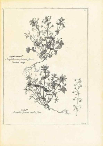 Reproducción/Reproduction 48583610651: [Recueil des plantes dessinées et gravées par ordre du roi Louis XIV].. Paris :Impr. royale,1786. 