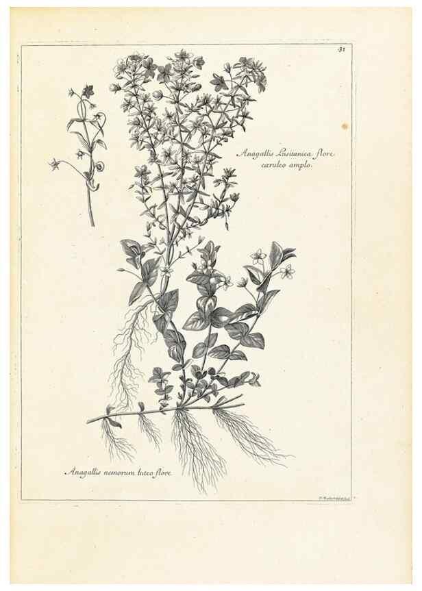 Reproducción/Reproduction 48583762842: [Recueil des plantes dessinées et gravées par ordre du roi Louis XIV].. Paris :Impr. royale,1786. 