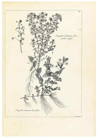 Reproducción/Reproduction 48583762842: [Recueil des plantes dessinées et gravées par ordre du roi Louis XIV].. Paris :Impr. royale,1786. 