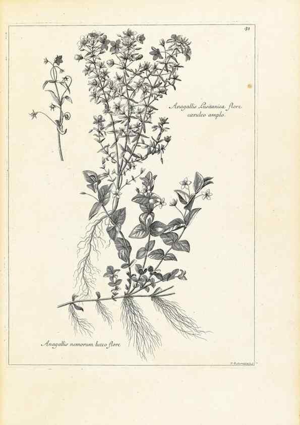 Reproducción/Reproduction 48583762842: [Recueil des plantes dessinées et gravées par ordre du roi Louis XIV].. Paris :Impr. royale,1786. 