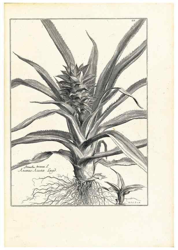 Reproducción/Reproduction 48583611606: [Recueil des plantes dessinées et gravées par ordre du roi Louis XIV].. Paris :Impr. royale,1786. 