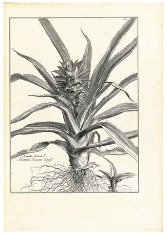 Reproducción/Reproduction 48583611606: [Recueil des plantes dessinées et gravées par ordre du roi Louis XIV].. Paris :Impr. royale,1786. 