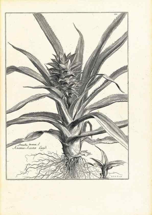 Reproducción/Reproduction 48583611606: [Recueil des plantes dessinées et gravées par ordre du roi Louis XIV].. Paris :Impr. royale,1786. 