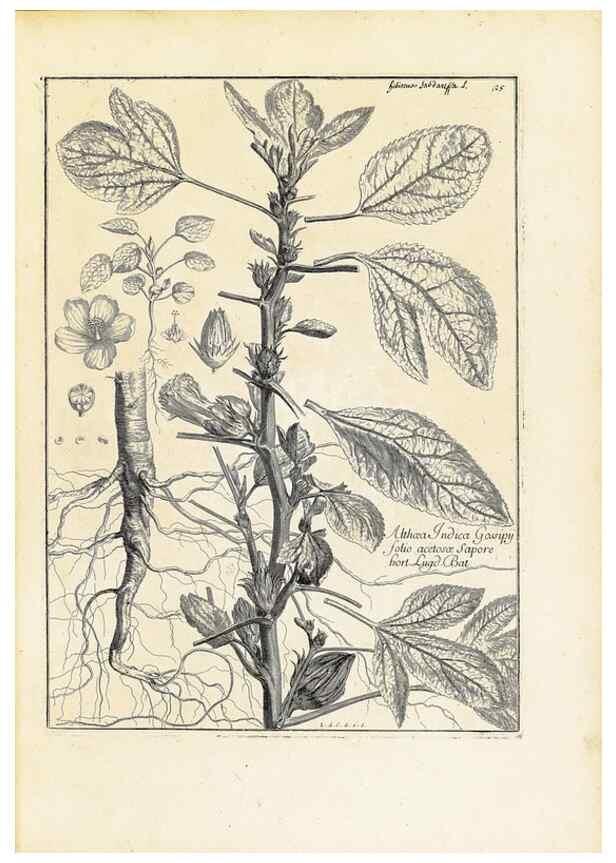 Reproducción/Reproduction 48583608301: [Recueil des plantes dessinées et gravées par ordre du roi Louis XIV].. Paris :Impr. royale,1786. 