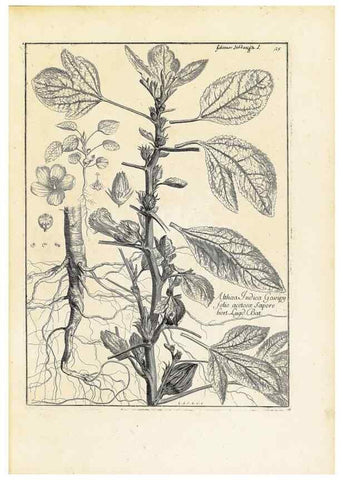 Reproducción/Reproduction 48583608301: [Recueil des plantes dessinées et gravées par ordre du roi Louis XIV].. Paris :Impr. royale,1786. 