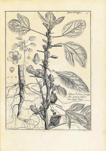 Reproducción/Reproduction 48583608301: [Recueil des plantes dessinées et gravées par ordre du roi Louis XIV].. Paris :Impr. royale,1786. 